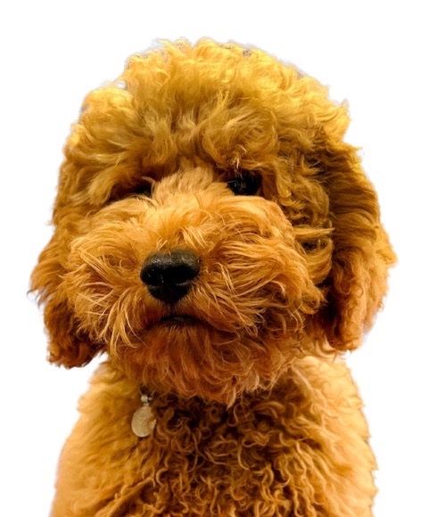 Photo of Benji